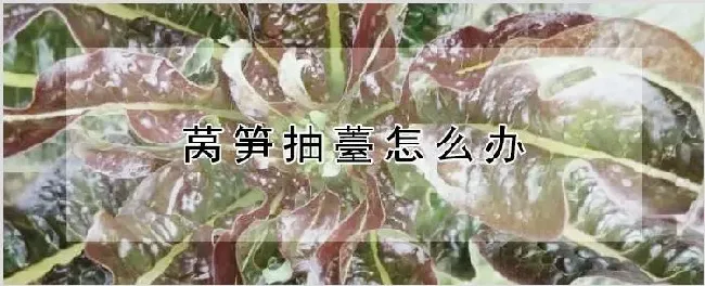 莴笋抽薹怎么办 | 种植资料