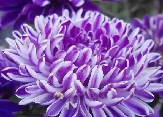 开花时间|百日菊的什么时候开花