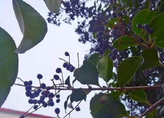 植物百科|女贞树开花吗 开花什么样子