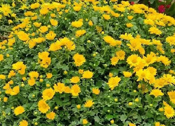 植物寓意|菊花的品质和精神