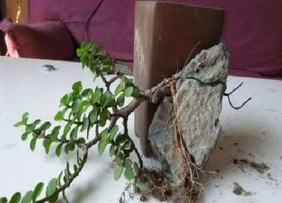 植物修剪|金枝玉叶剪枝能插活吗 修剪枝条扦插方法