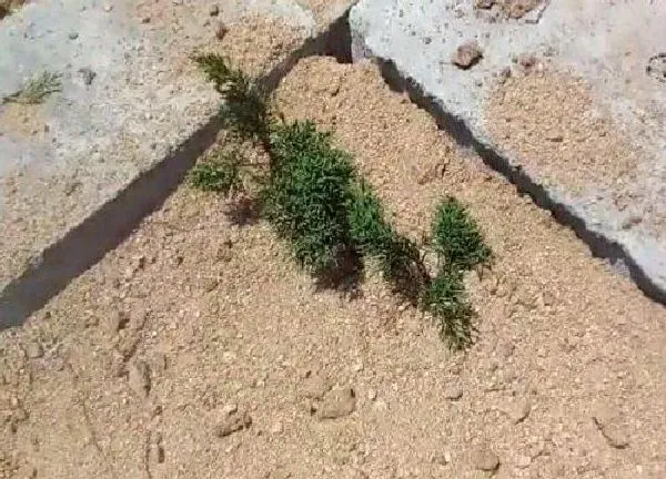 植物扦插|白皮松几月份扦插最好