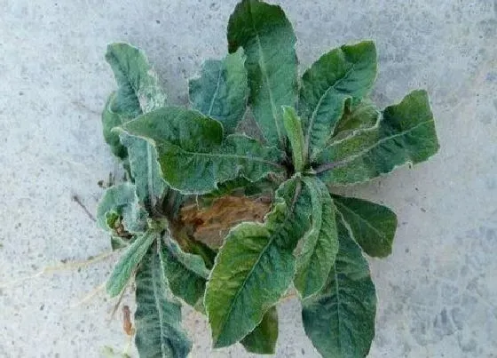 植物百科|胆草又叫什么名称