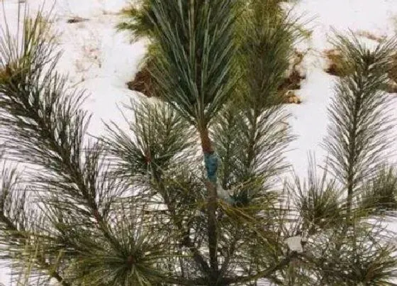 植物修剪|红松怎么修剪 修剪时间与方法要点