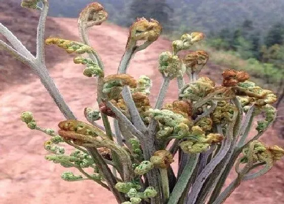 果实成熟|蕨菜采摘时间和收获季节