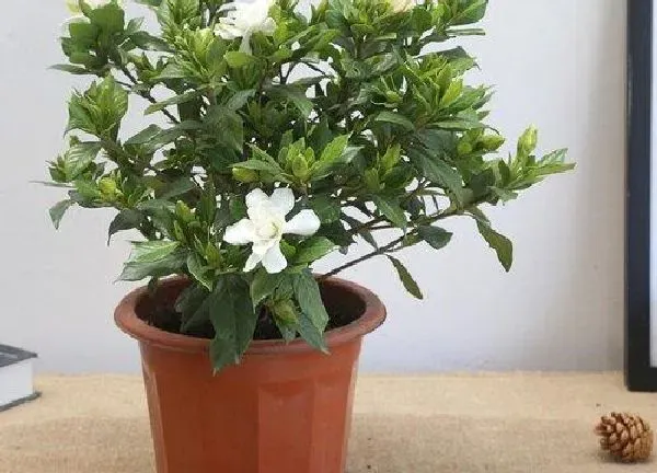 养殖方法|小盆栽栀子花怎么养护技巧（室内盆栽栀子花管理方法）
