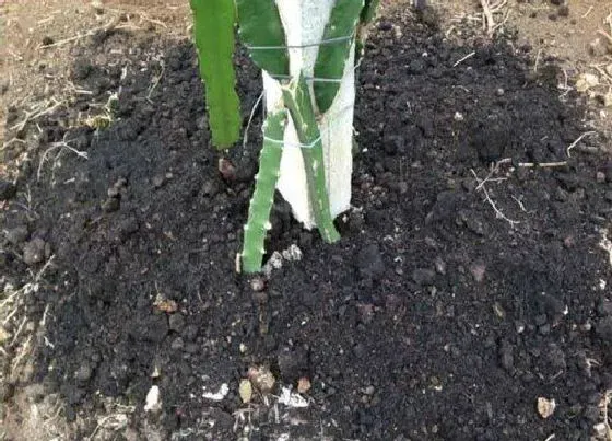 种植土壤|火龙果适合什么土壤种植