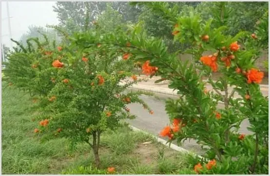 石榴树冻害症状及预防措施介绍 | 种植施肥