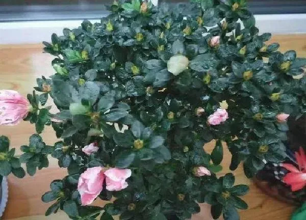 植物移栽|杜鹃花换盆最佳时间 什么时间换盆好（注意4个要点）
