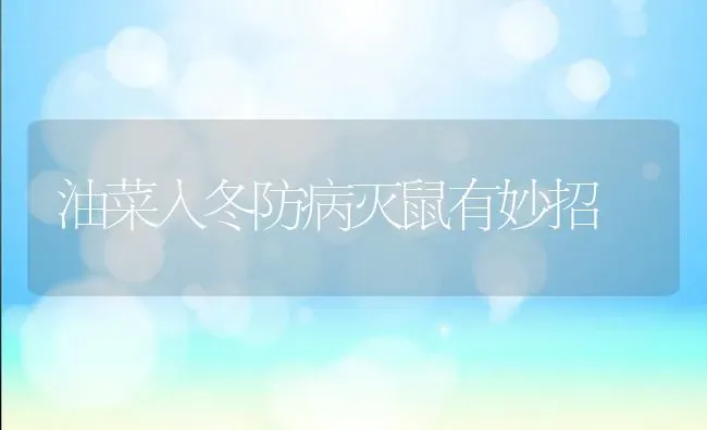 油菜入冬防病灭鼠有妙招 | 粮油作物种植