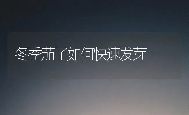 冬季茄子如何快速发芽 | 蔬菜种植