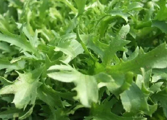 植物种类|喜湿耐涝的蔬菜有哪些品种 涝地种什么蔬菜好