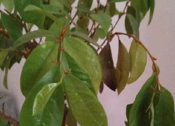 叶子干枯|含笑叶子干枯怎么办