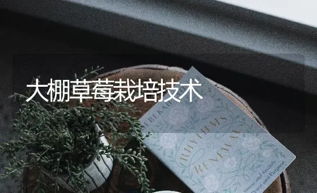 大棚草莓栽培技术 | 瓜果种植