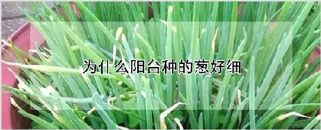 为什么阳台种的葱好细 | 养殖技术