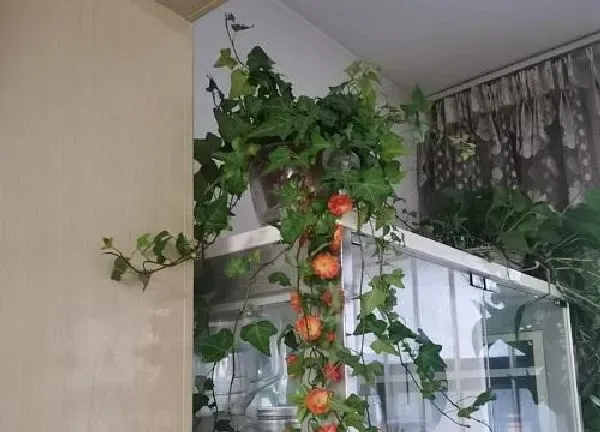 养殖科普|11月适合养什么花卉植物