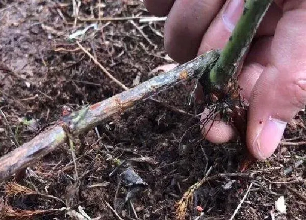 植物扦插|金樱子几月份扦插最好