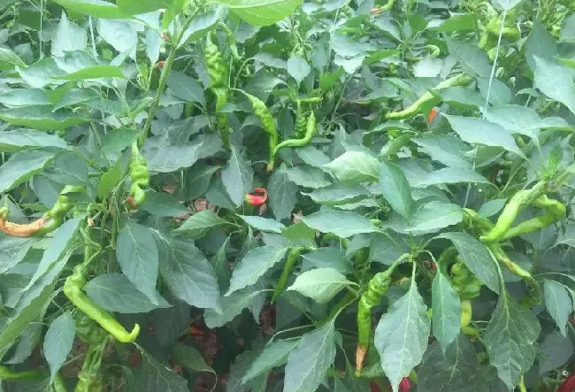 种植管理|螺丝椒的种植方法及病虫害防治，螺丝椒种植与管理技术）
