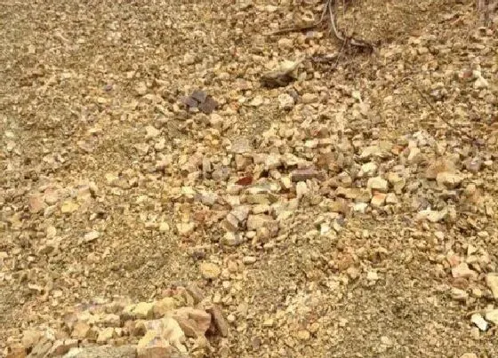 种植土壤|风化石可以种兰花吗