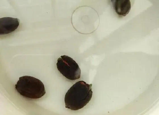 种植育种|满天星种子什么时候种植最好