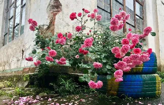 植物百科|藤本艾拉绒球月季优缺点介绍（耐寒艾拉绒球长不高可盆栽）