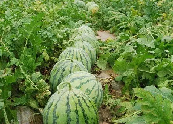 植物病害|怎样防治西瓜枯萎病（西瓜枯萎病的症状及防治措施新法）