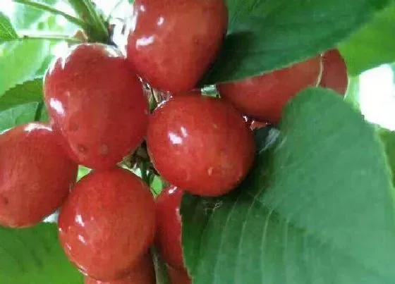 植物排行|车厘子什么品种最好