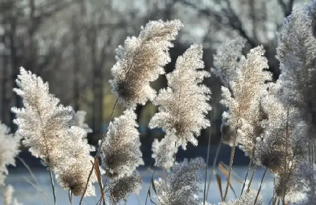 植物百科|荻花和芦苇花的区别图片（和芦苇花相似的花叫什么）