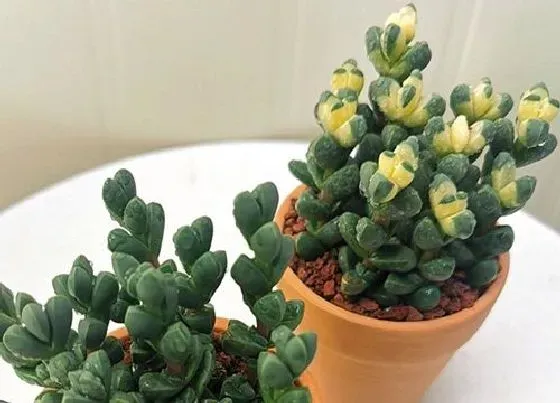 冬天植物|鹿角海棠冬天会冻死吗