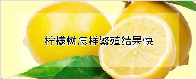 柠檬树怎样繁殖结果快 | 耕种资料