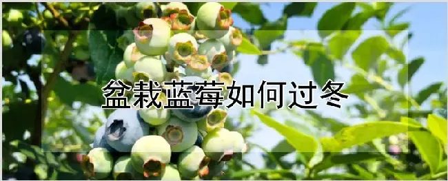 盆栽蓝莓如何过冬 | 种植技术