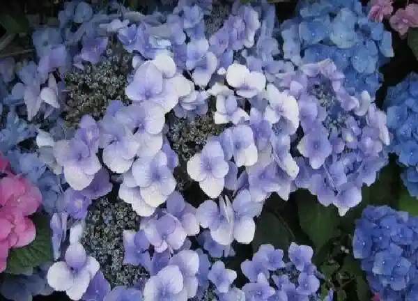 养殖方法|八仙花的养殖方法和注意事项有哪些