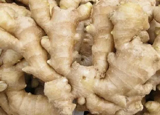 植物施肥|生姜多久施一次肥 施肥的时间和方法