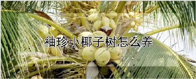 袖珍小椰子树怎么养 | 耕种资料