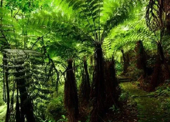 植物百科|桫椤属于什么类植物 被誉为蕨类植物之王