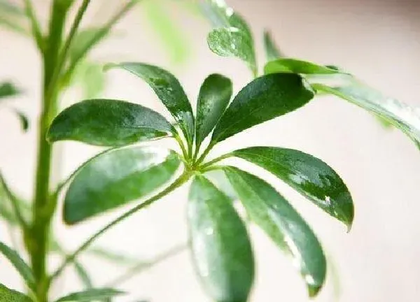 养殖方法|鸭掌树的养殖方法和注意事项有哪些