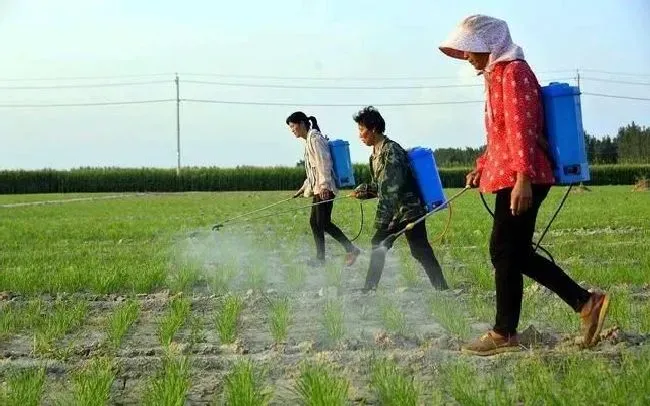 种植管理|韭菜籽怎么种植出苗好的方法，韭菜种子种植方法步骤）