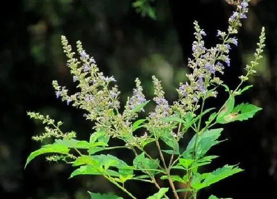 开花时间|荆条什么时候开花 一般花期多长时间