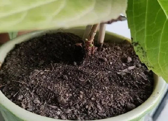 种植土壤|养花的土怎么配 种花营养土的配制方法