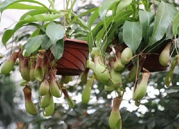 养殖科普|猪笼草喜水吗 属于喜水植物吗