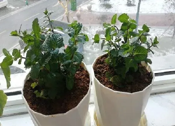 植物浇水|薄荷多长时间浇一次水 春夏秋冬浇水方法