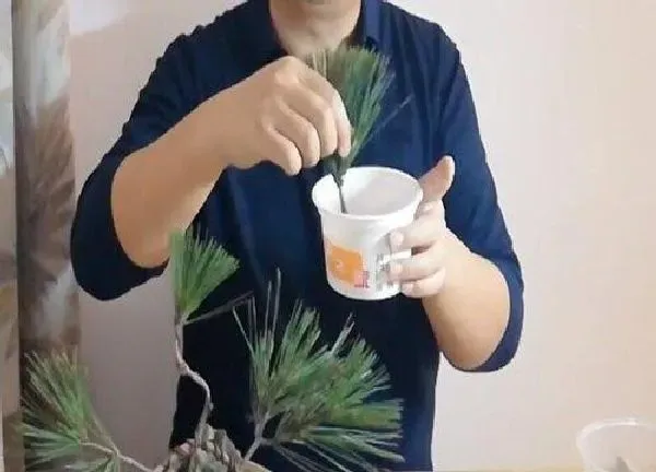 植物扦插|白皮松几月份扦插最好