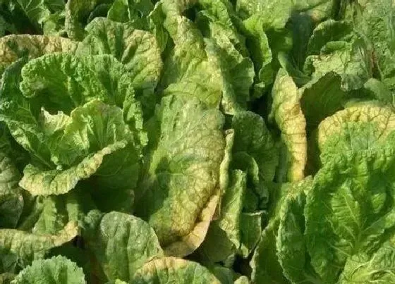 种植管理|大白菜种植技术与管理