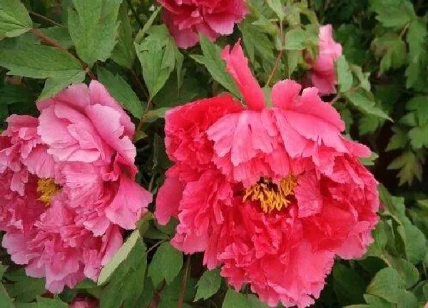 养殖科普|牡丹花喜阴还是喜阳