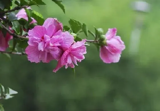 植物修剪|小木槿开花后怎么修剪 开完花后剪枝方法