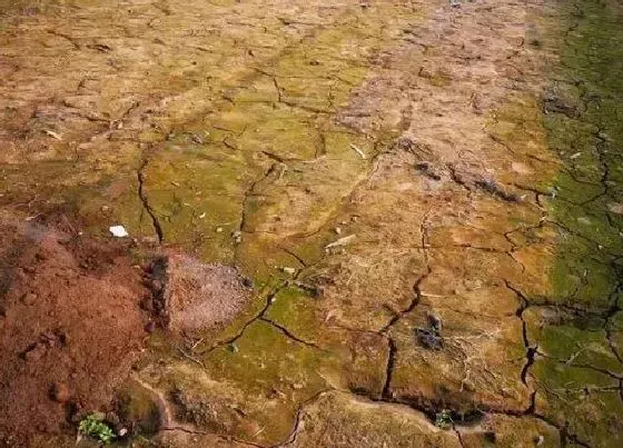 种植管理|酸性土壤改良方法用什么肥 土壤酸性过高怎么施肥改良