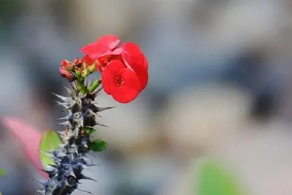 植物浇水|虎刺梅浇水时间与正确方法