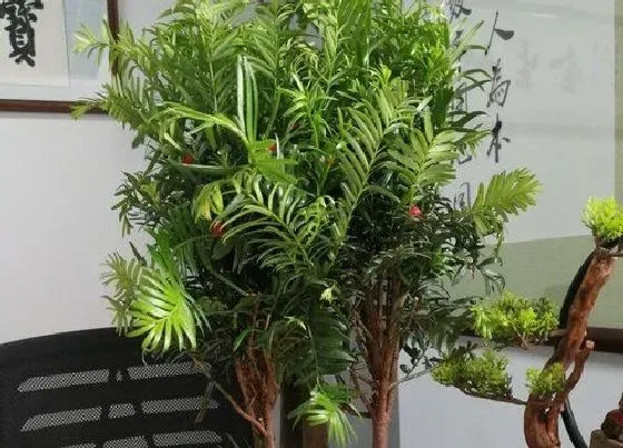 植物种类|红豆杉是什么树 生长在什么地方