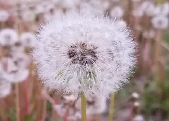 植物百科|蒲公英耐阴吗