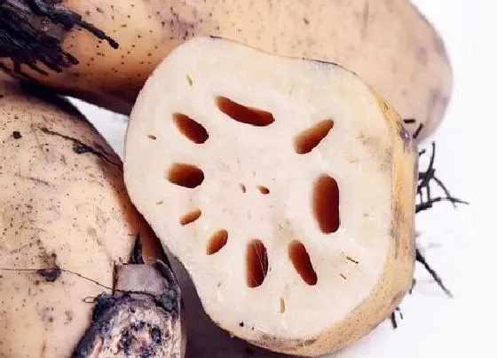 茎部|莲藕是块根还是块茎